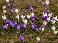Panorama Teleblick auf bunte Krokusgruppe